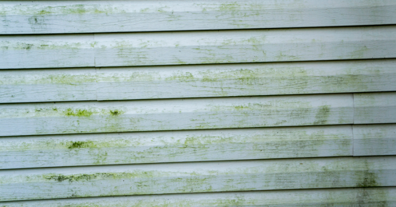 Light green exterior vinyl siding of home with mold spots across the paint.